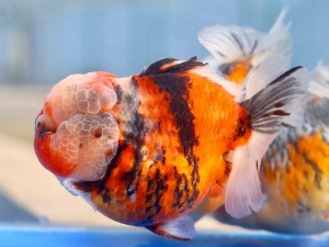 Mr He wei / SHORT TAIL ORANDA / 숏테일 오란다 ( HW0313_24 )