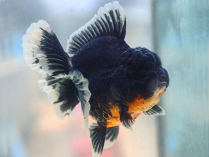 BP Meng / Monster Body Dark Calico Rose Tail Oranda / 몬스터바디 다크 칼리코 로즈테일 오란다 / [MENG0404_10] / 13-14cm / 암컷추정