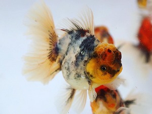 BP KAZ / White Tiger Rose Tail Oranda / 화이트 타이거 로즈테일 오란다 / [ KAZ0424_15 ] / 12-13cm