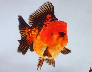 BP Meng / Super Selection / Monster Body High Quality Rose Tail Oranda / 몬스터 바디 하이퀄리티 로즈테일 오란다 / [ BPMENG0422_8 ] / 수컷추정 / 12cm전후