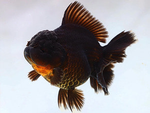 BP Meng / Super Selection / Monster Body High Quality Rose Tail Oranda / 몬스터 바디 하이퀄리티 로즈테일 오란다 / BPMENG0422_13 / 암컷추정 / 12cm전후