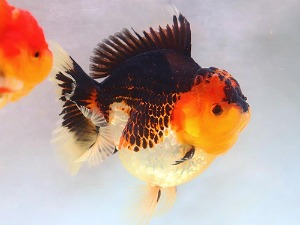 BP Meng / Super Selection / Monster Body High Quality Rose Tail Oranda / 몬스터 바디 하이퀄리티 로즈테일 오란다 / [ BPMENG0422_11 ] / 수컷추정 / 12cm전후