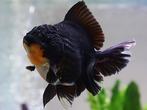 BP Meng / Super Selection / Panda Gozilla Rose Tail Oranda / 판다 고질라 타입 로즈테일 오란다 / [ BPS0815_2 ] / 13-14cm급 / 암컷추정