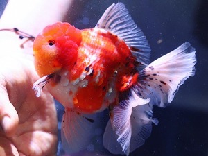 BP KAZ / Red Sakura Big Head Monster Body Rose Tail Oranda / 레드 사쿠라 빅헤드 몬스터바디 로즈테일 오란다 / [ BPKAZ0628_3 ] / 15cm 급 / 수컷추정