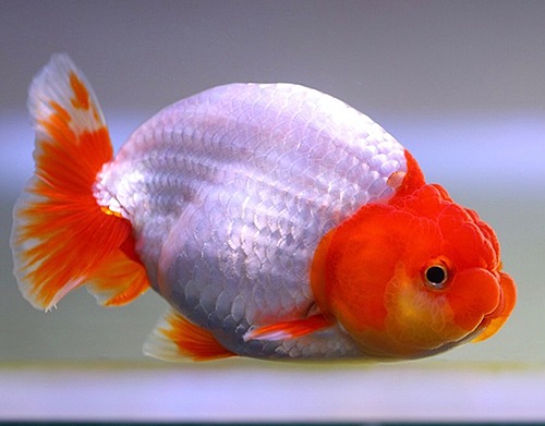 BP Meng / Red head Red fins / Hybrid Ranchu / 레드 헤드 레드 핀 하이브리드 난주 / [ BPM0912_4 ] / 11-12cm 전후 / 암컷추정