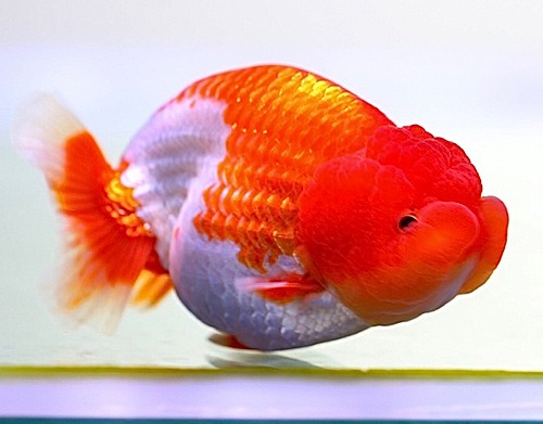 BP Meng / HYBRID RANCHU / 브리더 맹 하이브리드 난주 / [ BPM0912_1 ] / 11-12cm 전후 / 암컷추정