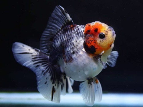 Monster body Rose tail oranda  몬바 키린 트리칼라 로즈테일 오란다  / 1224_2 / 암컷추정  / 13 - 14cm 급