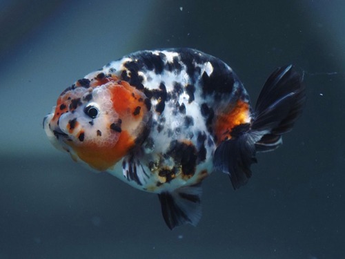 DALMATIAN SPOT EGG SHAPE CALICO RANCHU  달마시안 스팟 에그폼 칼리코 난주  11-12cm 급  ( HW0304_5)  수컷추정