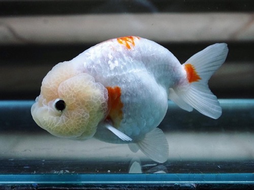 De quan Liu /SHINY WHITE SCALE RANCHU   디콴 샤이니 화이트 스케일 난주   13cm 급  (DQ0314_1) 암컷추정