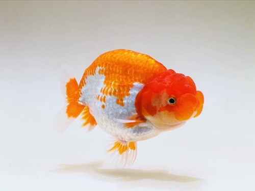 BP Meng) A grade select  HYBRID RANCHU / 하이브리드 난주 / 11cm 전후 / 암컷추정 / BPMAAA0522_4