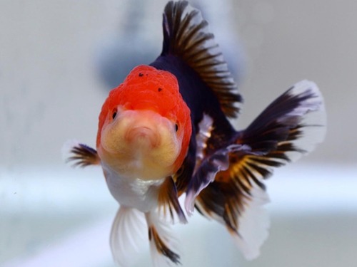 Tricolor Panda Oranda / 트리컬러 판다 오란다 / 9cm 급 / 수컷 추정 / 0710_h01