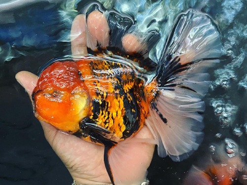 LILI GOLDFISH ROSE TAIL ORANDA / 타이거 로즈테일 오란다 ( 수컷 종어 ) / SSL_0623_1 / 23-24cm 급