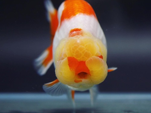 White &amp; Red point Buffalo head ranchu / 화이트 &amp; 레드 포인트 버팔로 난주 / 12 cm 급 / 암컷추정 / MENGBR_0612_2