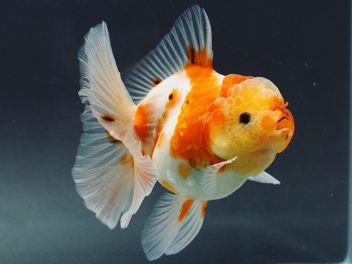 BP MENG) A GRADE SELECTION 사쿠라 로즈테일 오란다 / SAKURA ROSE TAIL ORANDA /  12cm 급 / 암컷추정 / BP_MENG_0722_6