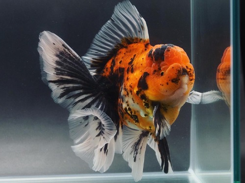 Big size rose tail selection 🏆 MONSTER BODY BIG TAIL ROSE TAIL ORANDA / 20cm 급 (빅사이즈) / 수컷추정 / LILI_BIG_0729_2