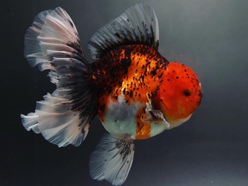 LILI KAZ BEST SELECTION) 👑👑👑  COMPETITION GRADE CALICO ROSE TAIL ORANDA / 18 cm 급 / 암컷추정 / KAZ_COMP_0807_1