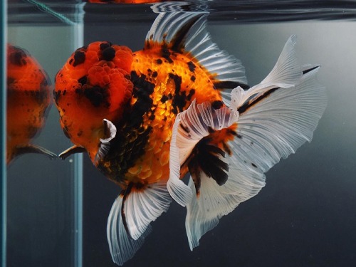 Kaz Best selection 👑👑👑👑👑 MONSTER BODY TIGER  ROSE TAIL ORANDA / 20cm 급 / 암컷추정 / LILI_BIG_0729_12