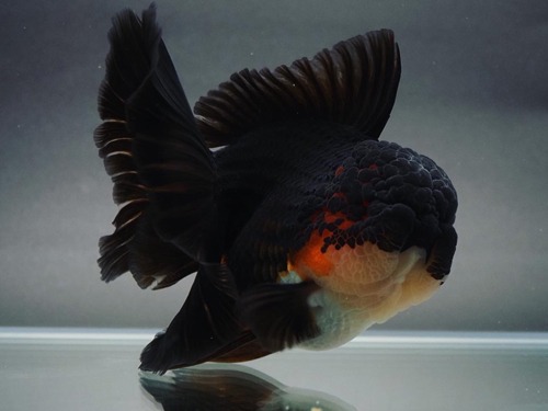 LILI KAZ SELECTION) 👑 BIG HEAD APACHE  ROSE TAIL ORANDA / 15 cm 급 / 암컷추정 / KAZ_0807_1