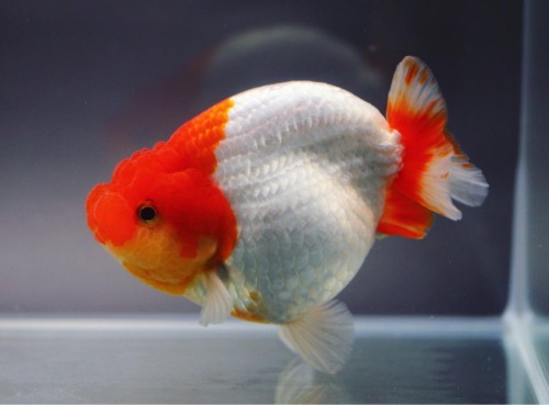 BP MENG / SCARLET RED &amp; WHITE RANCHU / 스칼렛 레드&amp;화이트 난주 / 12 cm 급 / 암컷추정 / ( BP_R_1121_2 )