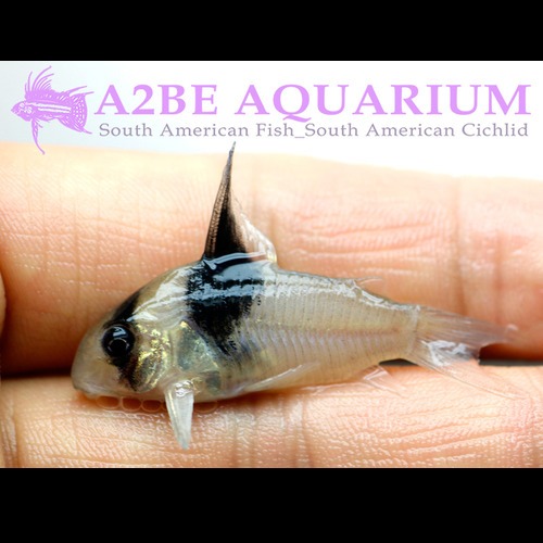 코리도라스 바이칼라 V밴드  / Corydoras bicolor V / 국내 브리딩 3센치 전후 / 1마리