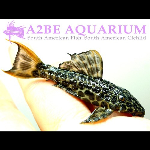 L114 슈다칸티쿠스 cf &quot;레오파두스&quot; / Pseudacanthicus cf Leopardus wild (5~6cm)