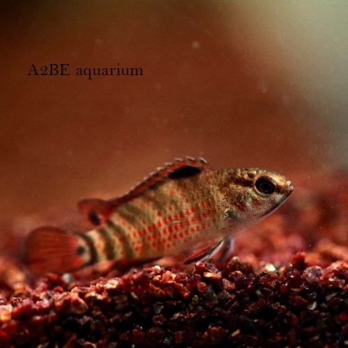 바디스 부살 / Badis sp. Buxar / 3~4cm 전후 / 1마리