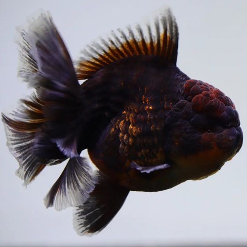 BP MENG ROSETAIL ORANDA / 맹 로즈테일 오란다 / [ BP_0710_5 ] / 사이즈 : 14cm 전후 / 성별 : 수컷추정