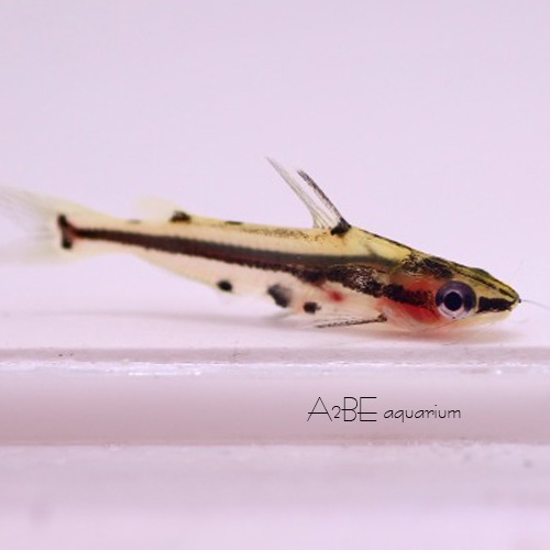 [묶음할인] 섀도우 캣피쉬 / pelteobagrus ornatus / 2~3cm / 2마리