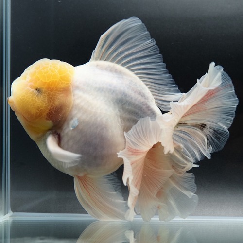 BP Meng / White rose tail oranda / 화이트 로즈테일 오란다 / Size : 15cm 급 / 수컷추정 / BP_MENG_0911_5