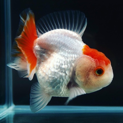 Breeder Jo 씨의 귀여운 금붕어 / Red head red tail short tail oranda / 레드헤드 레드테일 단미 오란다 / 사이즈 : 8-9cm / 암컷추정 / JO_0907_2