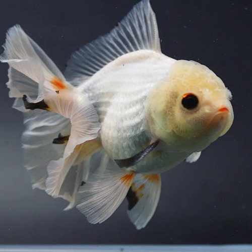 Sakchai Oranda Goldfish / 삭차이 오란다 / [ 0821_6 ] / 사이즈 : 12cm 전후 / 성별 : 수컷추정