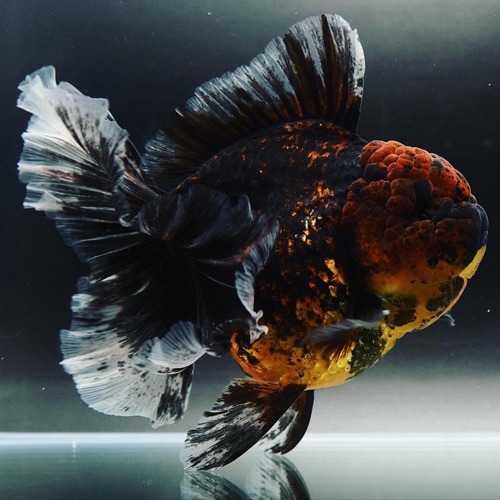 -PREMIUM-   MENG A GRADE / DARKNESS TIGER  ROSE TAIL ORANDA / 다크니스 타이거 로즈테일 오란다 / Size: 13cm 급 / 수컷추정 / MENG_S_0922_8