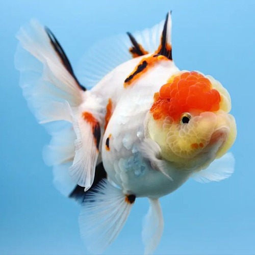 KAZ Calico Rosetail Oranda / 카즈 칼리코 로즈테일 오란다 / [ KAZ_0905_2 ] / 사이즈 : 12cm 전후 / 성별 : 암컷추정