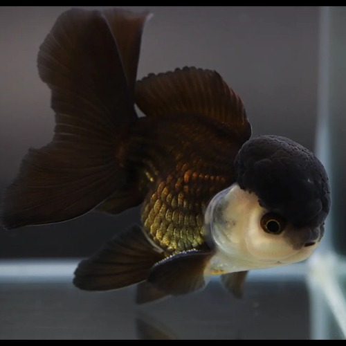 브리더 프림 / BLACK CAP PANDA ORANDA / [ 1119_8 ] / 사이즈 : 11cm 전후 / 성별 : 수컷추정