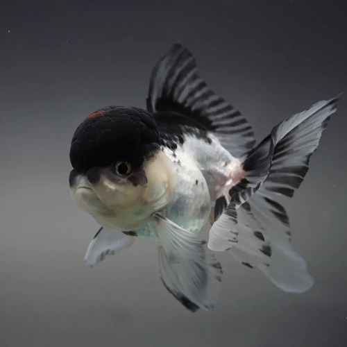 👑 CLASSIC PANDA ORANDA /[ CP_1128_2 ] / 사이즈 : 10cm 전후 / 성별 : 수컷추정