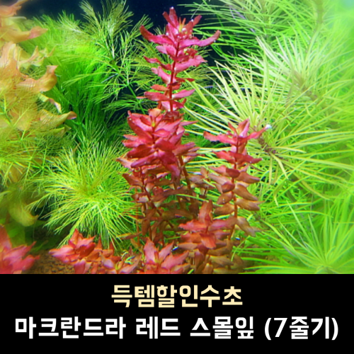 마크란드라 레드 스몰맆 / 7줄기 1세트