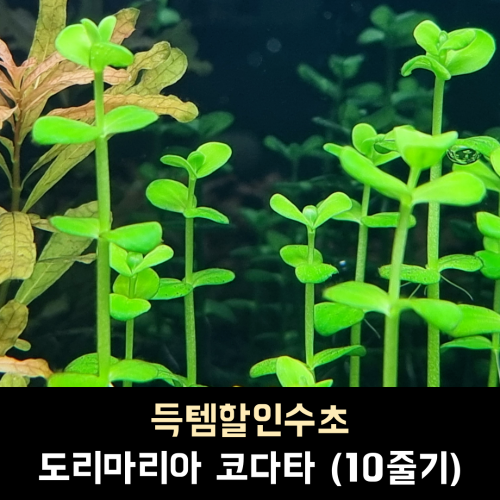 도리마리아 코다타 / 10줄기 1세트