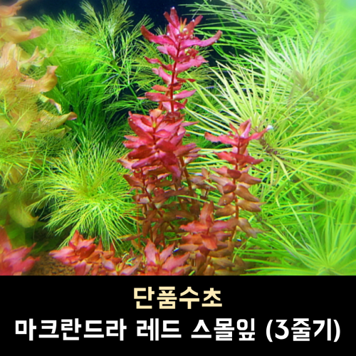 마크란드라 레드 스몰맆 / 3줄기 1세트 / (10,000원이상부터 주문가능, 다른득템수초 교차하여 주문시 총금액 환산)