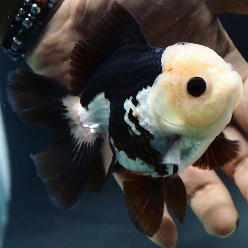 -PREMIUM- / BP Meng Daughter Breeding / 맹 딸 브리딩 / CUTE PANDA ORANDA / size : 11cm 급 / 수컷추정 / BPMD_0926_1