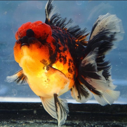 [PJLEE 샐랙]  COMP GRADE 👑  TIGER ROSE TAIL ORANDA / 콤프급 타이거 로즈테일 오란다 / 프림 &amp; 맹 콜라보 / Size : 14cm급