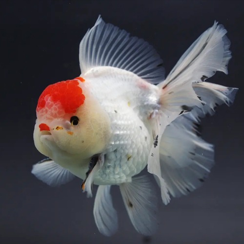 🌟 Meng &amp; Shogun Oranda Goldfish / 맹 &amp; 쇼군 화이트 바디 오란다 / [ 1205_1] / 사이즈 : 16cm 전후 / 성별 : 수컷추정