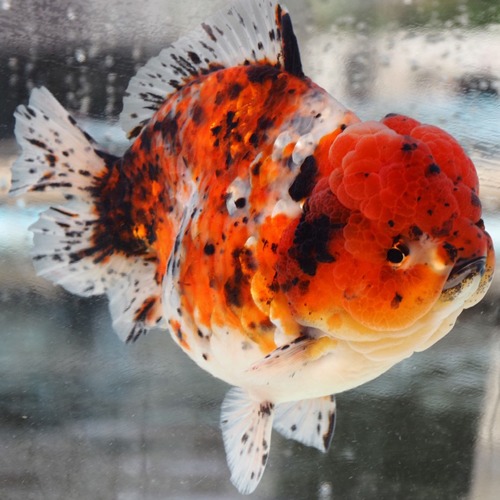 KR FARM mr 차키릿  Best 30 oranda selection   Short tail BIG SHINY SCALE CALICO     22-24 cm 내외 눈측 / 점보 급 / 암컷추정