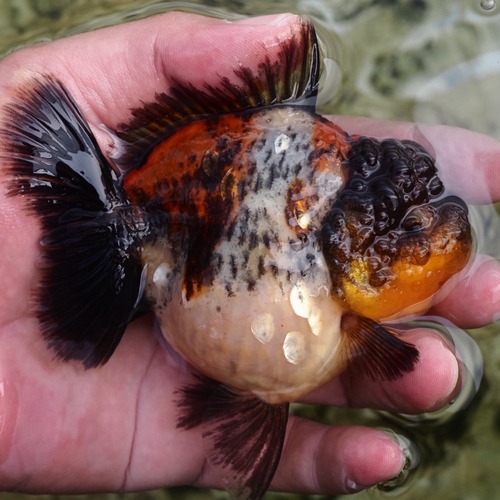 NICE WINE BLUE KIRIN  HIGH BACK ROSE TAIL ORANDA / 나이스 와인 &amp; 블루 키린의 색조합 하이백 로즈테일 오란다 / size : 11cm / 암컷추정