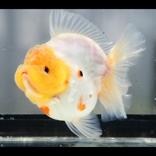 SPOTTED MILK SAKURA  GODZILLA &amp; ROSE TAIL ORANDA / BP MENG 에의해 재창조된 고질라 로즈테일 오란다. / 13cm 내외 / 암컷추정