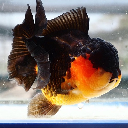 SUPER BIG HEAD  CUTE APACHE ORANDA / about 15-17센치 내외 / 암컷추정