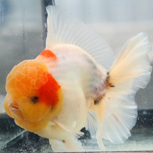 BP MENG DOLL FACE  Shogun collaboration  Rose tail oranda ( long tail ) / 화이트 사쿠라 로즈테일 오란다 / size : 14-16 cm