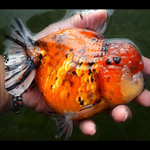 LASER TAIL  PEACH 🍑 COLOR  BIG HEAD SHORT TAIL ORANDA   / size : 18-20 cm 내외 / 암컷추정