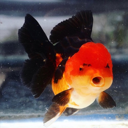 KR farm CHAKKRIT   APACHE ORANDA   아파치 오란다   / size : 12 cm 내외  / 암컷추정