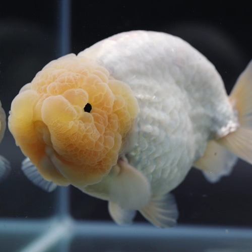 PANUT Big round body White Ranchu 파넛팜 화이트 난주 / 성별 : 수컷추정 / 사이즈  : 14cm전후 / 0527_1