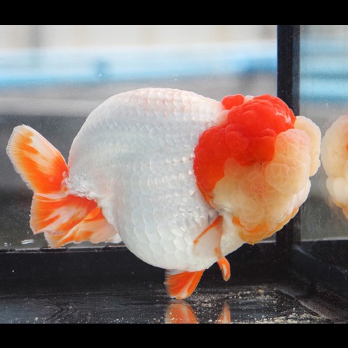 7/4입고 TG Ranchu 미스터 오  농장 종어 best selection  Limited Edition / Breeding seed fish  / 거대한 더블 칙 하이브리드 난주 / [ TG_0617_1 ]  / size : 15-17 cm 내외 / 암컷추정